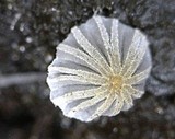 Coprinellus heptemerus image