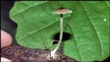 Pouzarella flavoviride image