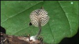 Pouzarella flavoviride image