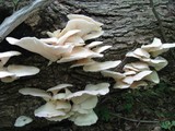 Pleurotus pulmonarius image