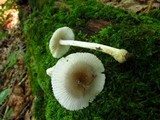 Amanita farinosa image