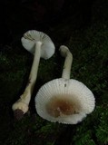 Amanita farinosa image