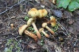 Pholiota alnicola image
