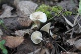 Cantharellula umbonata image