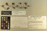 Inocybe sindonia image