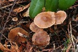 Cortinarius scandens image