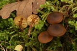 Callistosporium luteo-olivaceum image