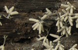 Arcyria cinerea image