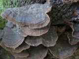 Hymenochaete rubiginosa image
