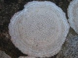 Ochrolechia parella image