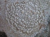 Ochrolechia parella image