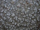 Ochrolechia parella image