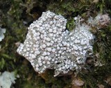 Pertusaria amara f. amara image