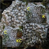 Pertusaria amara f. amara image