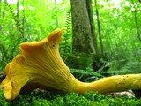 Cantharellus lateritius image