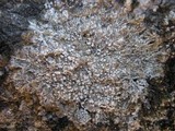 Pertusaria amara f. amara image