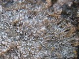 Pertusaria amara f. amara image