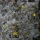 Pertusaria amara f. amara image