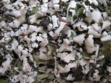 Cladonia apodocarpa image