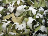 Cladonia apodocarpa image
