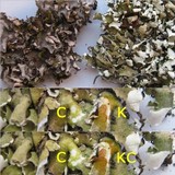 Cladonia apodocarpa image