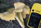 Cantharellus lateritius image