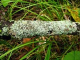 Physcia stellaris image