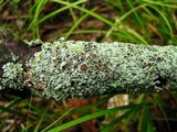 Physcia stellaris image