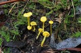 Hygrocybe chromolimonea image