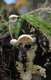 Hemimycena candida image
