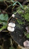 Hemimycena candida image
