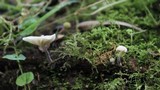 Hemimycena candida image