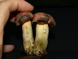 Boletus sensibilis image