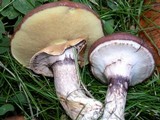 Suillus luteus image