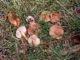 Marasmius oreades image