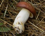 Suillus brevipes image