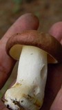 Suillus brevipes image
