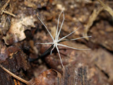 Xylaria tentaculata image