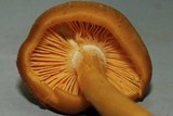 Entoloma flavifolium image