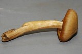 Entoloma flavifolium image