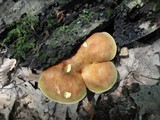Boletinellus merulioides image