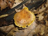 Boletinellus merulioides image