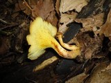 Boletinellus merulioides image