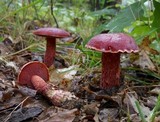 Boletus frostii image