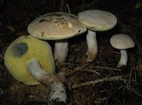 Boletus pallidus image