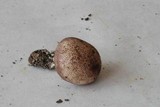 Scleroderma areolatum image