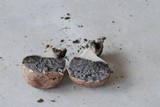 Scleroderma areolatum image