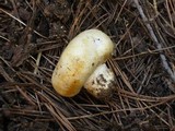 Agaricus inapertus image