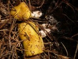 Suillus riparius image
