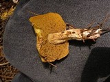 Suillus riparius image